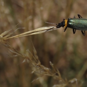 Chauliognathus lugubris at Bobundara, NSW - 7 Mar 2021