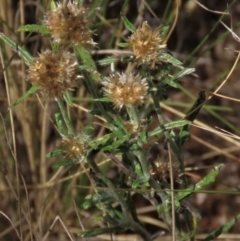 Euchiton sp. (A Cudweed) at Bobundara, NSW - 7 Mar 2021 by AndyRoo