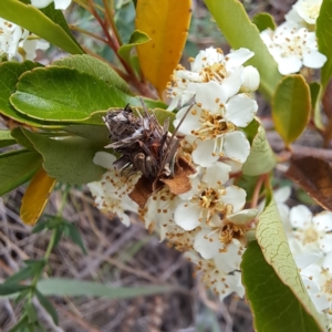 Heliocosma (genus - immature) at Watson, ACT - 28 Oct 2023 09:52 AM