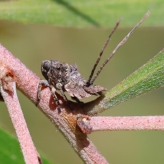 Fulgoroidea sp. (superfamily) (Unidentified fulgoroid planthopper) at Wodonga - 27 Oct 2023 by KylieWaldon