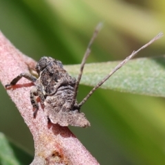 Fulgoroidea (superfamily) at Wodonga - 28 Oct 2023 10:16 AM