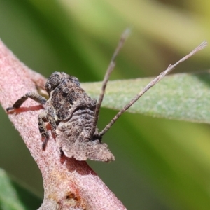 Fulgoroidea (superfamily) at Wodonga - 28 Oct 2023 10:16 AM