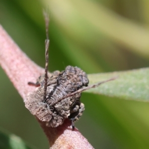 Fulgoroidea (superfamily) at Wodonga - 28 Oct 2023 10:16 AM