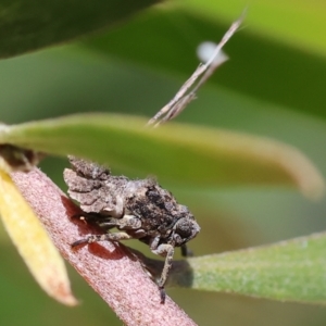 Fulgoroidea sp. (superfamily) at Wodonga - 28 Oct 2023