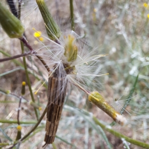 Lepidoscia arctiella at Watson, ACT - 28 Oct 2023