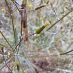 Lepidoscia arctiella at Watson, ACT - 28 Oct 2023