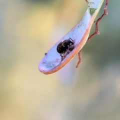 Unidentified Weevil (Curculionoidea) at Wodonga - 27 Oct 2023 by KylieWaldon