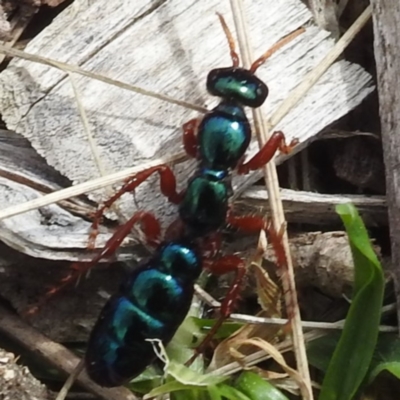 Diamma bicolor (Blue ant, Bluebottle ant) at King Island - 28 Oct 2023 by HelenCross