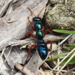 Diamma bicolor at Grassy, TAS - 28 Oct 2023