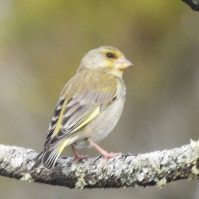 Chloris chloris (European Greenfinch) at Grassy, TAS - 27 Oct 2023 by HelenCross