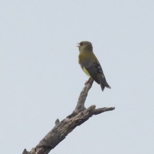 Chloris chloris at Grassy, TAS - 28 Oct 2023 07:46 AM