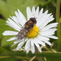 Unverified Hover fly (Syrphidae) at Grassy, TAS - 28 Oct 2023 by HelenCross