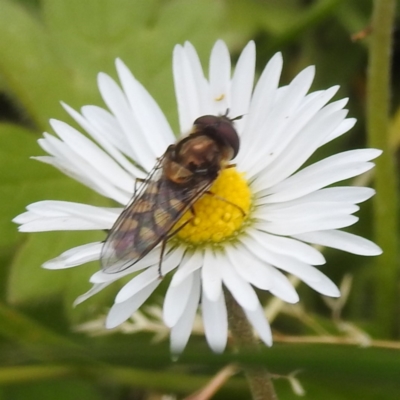 Unidentified Hover fly (Syrphidae) at King Island - 28 Oct 2023 by HelenCross