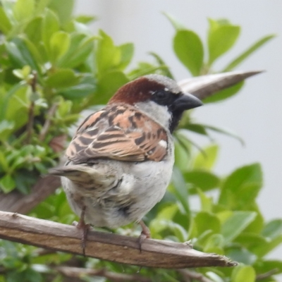 Passer domesticus (House Sparrow) at Grassy, TAS - 28 Oct 2023 by HelenCross