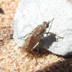 Unidentified Stiletto fly (Therevidae) at Seal Rocks Conservation Area - 27 Oct 2023 by HelenCross