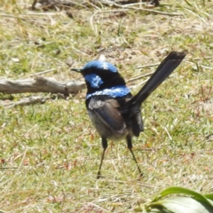 Malurus cyaneus (Superb Fairywren) at Seal Rocks Conservation Area - 27 Oct 2023 by HelenCross