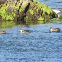 Anas gracilis (Grey Teal) at Currie, TAS - 27 Oct 2023 by HelenCross