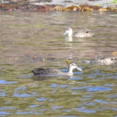 Anas superciliosa (Pacific Black Duck) at Currie, TAS - 27 Oct 2023 by HelenCross