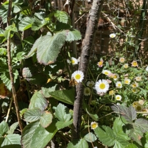 Ocybadistes walkeri at Lyneham, ACT - suppressed