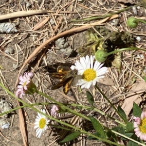 Ocybadistes walkeri at Lyneham, ACT - suppressed