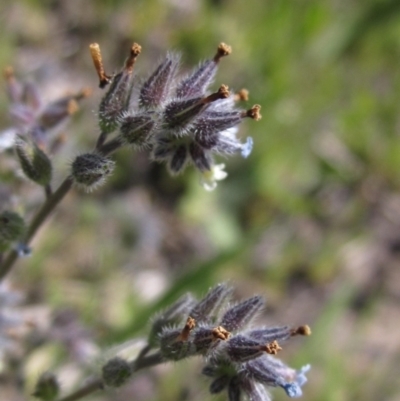 Myosotis discolor (Forget-me-not) at Canberra Central, ACT - 29 Sep 2023 by pinnaCLE