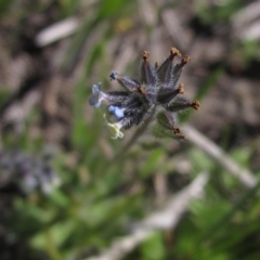 Myosotis discolor at Canberra Central, ACT - 29 Sep 2023 12:58 PM