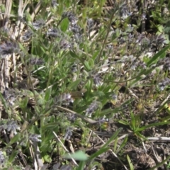 Myosotis discolor at Canberra Central, ACT - 29 Sep 2023 12:58 PM