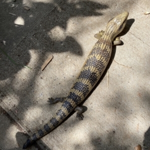 Tiliqua scincoides scincoides at Lyneham, ACT - suppressed