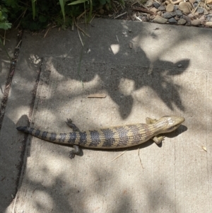 Tiliqua scincoides scincoides at Lyneham, ACT - suppressed