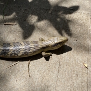 Tiliqua scincoides scincoides at Lyneham, ACT - suppressed