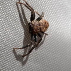 Cymbacha ocellata (Crab spider) at Jerrabomberra, NSW - 28 Oct 2023 by SteveBorkowskis