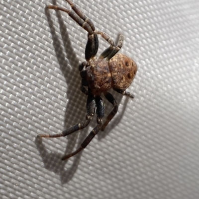 Cymbacha ocellata (Crab spider) at QPRC LGA - 28 Oct 2023 by SteveBorkowskis