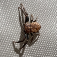 Cymbacha ocellata at Jerrabomberra, NSW - 28 Oct 2023