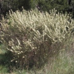 Hakea microcarpa (Small-fruit Hakea) at Latham, ACT - 26 Oct 2023 by pinnaCLE