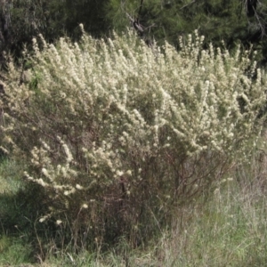 Hakea microcarpa at Latham, ACT - 26 Oct 2023 02:42 PM