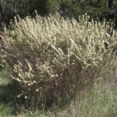 Hakea microcarpa (Small-fruit Hakea) at Umbagong District Park - 26 Oct 2023 by pinnaCLE