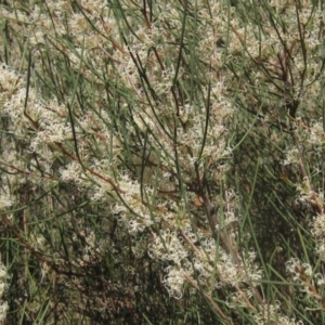 Hakea microcarpa at Latham, ACT - 26 Oct 2023 02:42 PM