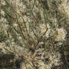 Hakea microcarpa at Latham, ACT - 26 Oct 2023