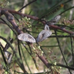 Hakea microcarpa at Latham, ACT - 26 Oct 2023