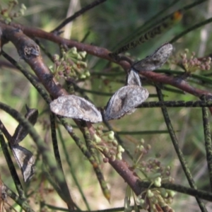 Hakea microcarpa at Latham, ACT - 26 Oct 2023 02:42 PM