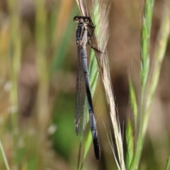 Ischnura heterosticta (Common Bluetail Damselfly) at Wodonga - 27 Oct 2023 by KylieWaldon