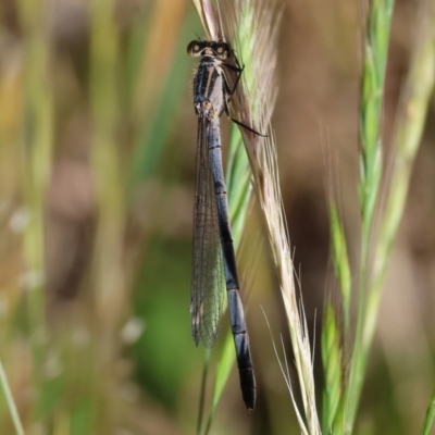 Ischnura heterosticta (Common Bluetail Damselfly) at Wodonga - 27 Oct 2023 by KylieWaldon