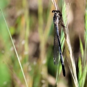 Ischnura heterosticta at Wodonga - 28 Oct 2023