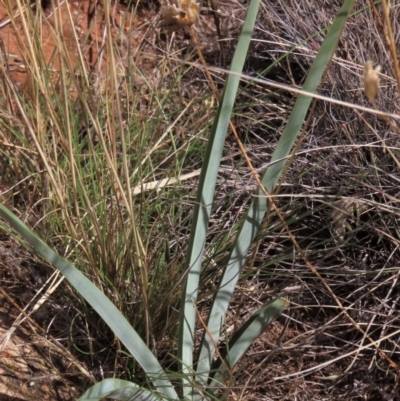 Dianella sp. aff. longifolia (Benambra) (Pale Flax Lily, Blue Flax Lily) at Bobundara, NSW - 7 Mar 2021 by AndyRoo