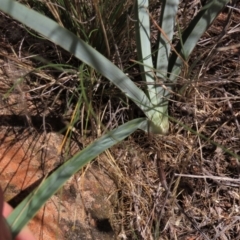 Dianella sp. aff. longifolia (Benambra) at Bobundara, NSW - 7 Mar 2021