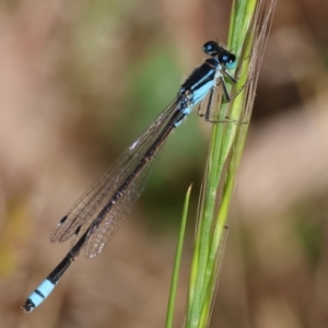 Ischnura heterosticta at Wodonga - 28 Oct 2023