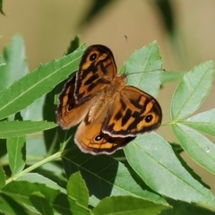 Heteronympha merope (Common Brown Butterfly) at Wodonga - 27 Oct 2023 by KylieWaldon