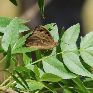 Heteronympha merope at Bandiana, VIC - 28 Oct 2023