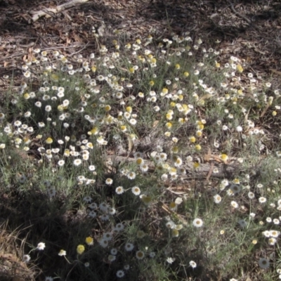 Leucochrysum albicans subsp. tricolor (Hoary Sunray) at Umbagong District Park - 17 Oct 2023 by pinnaCLE