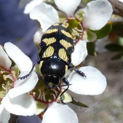Castiarina octospilota (A Jewel Beetle) at Borough, NSW - 24 Oct 2023 by Paul4K